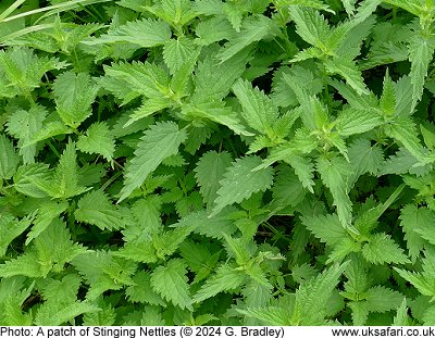 Stinging Nettles