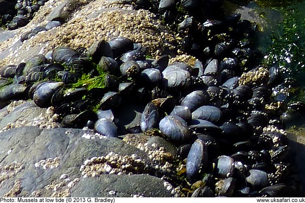 Mussels on rocks at low tide