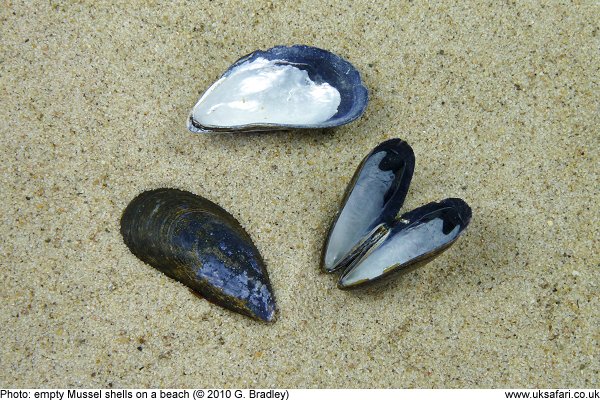 Mussel shells on a beach