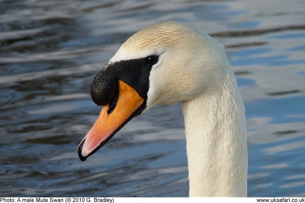 Mute Swan