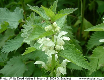 White Dead Nettle