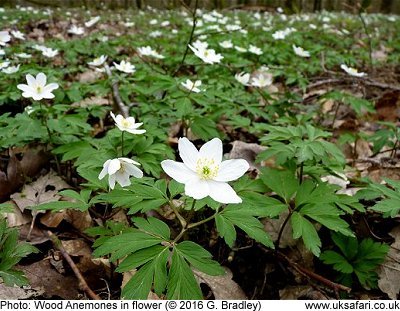 Wood Anemones