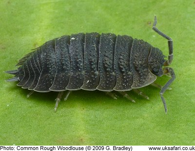 Woodlouse