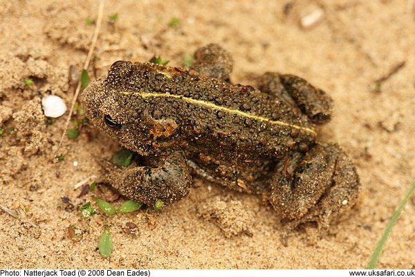 Natterjack Toad