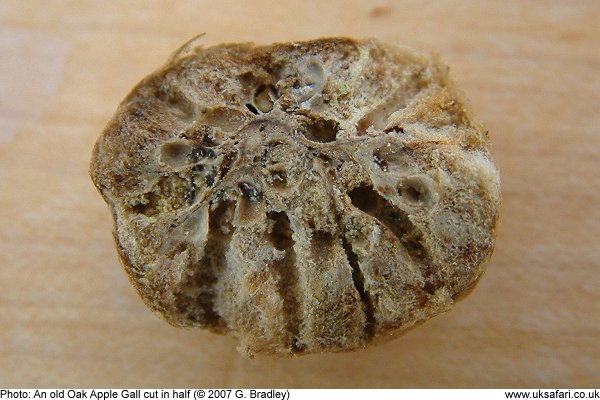 inside an oak apple gall