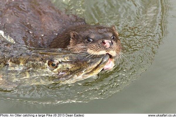 otter