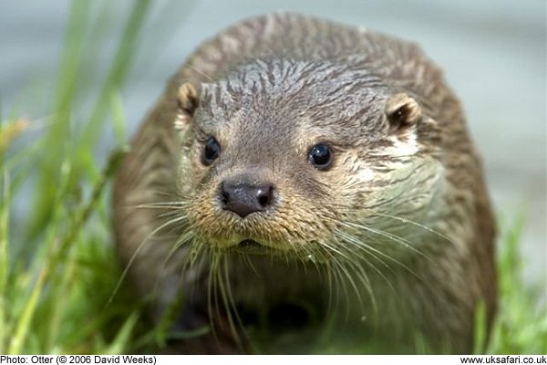 otter