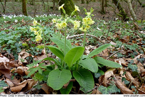 Oxlip