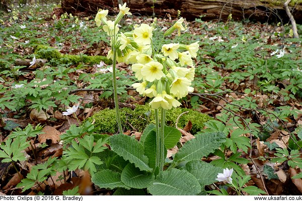 Oxlips