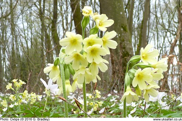 Oxlips