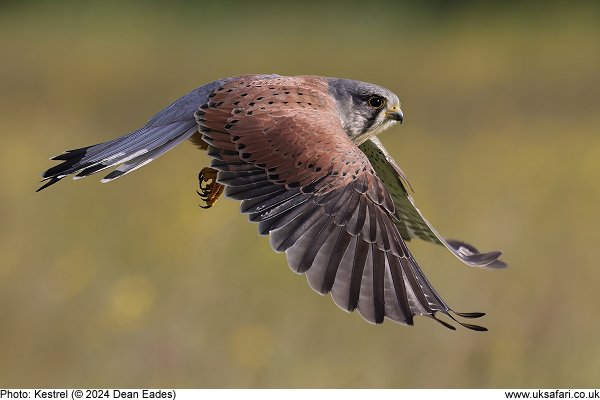 Kestrel(© 2024 Dean Eades)