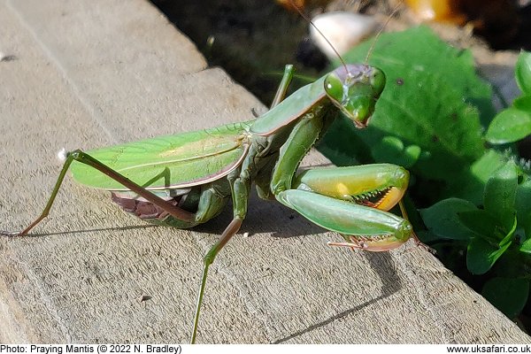 Praying Mantis