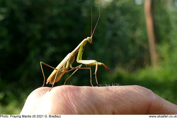 Praying Mantis