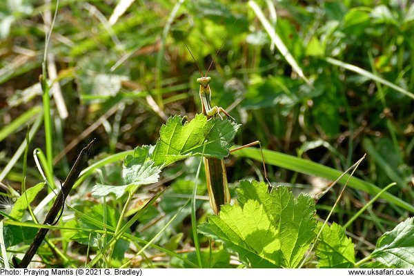 Praying Mantis in grass