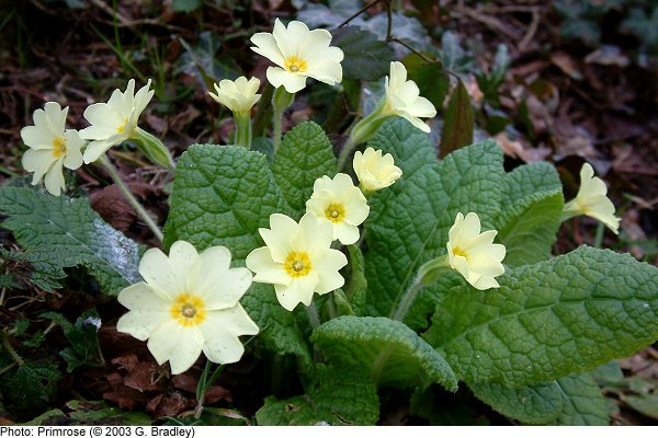 Primrose