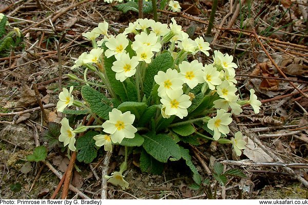 primrose