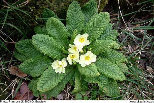 primrose