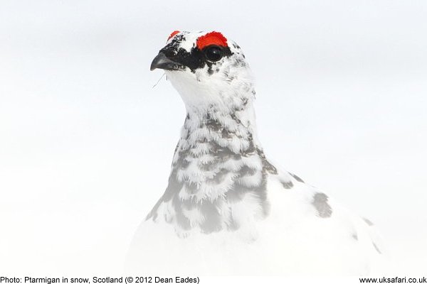 Ptarmigan