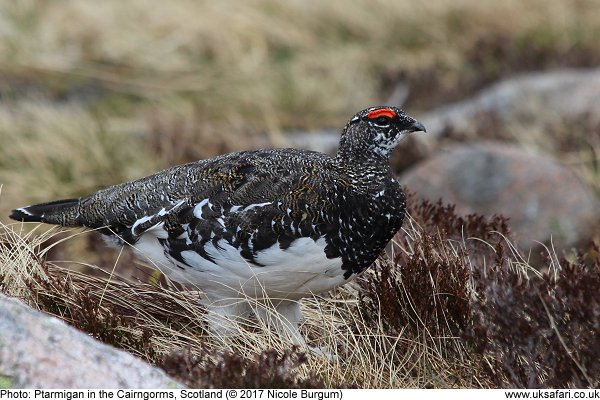 Ptarmigan