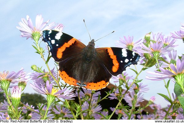 Red Admiral Butterflies