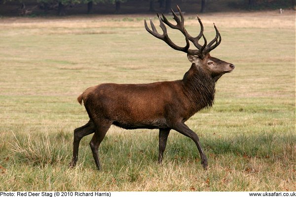 Red Deer