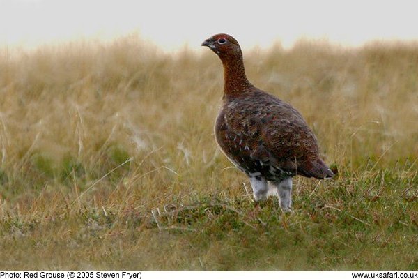 red grouse