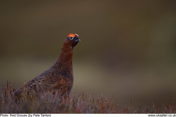 red grouse