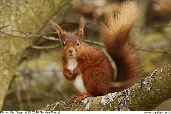 Red Squirrel