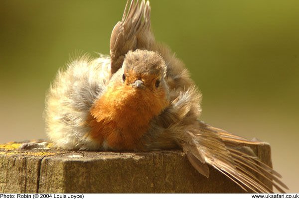 Robin sunbathing