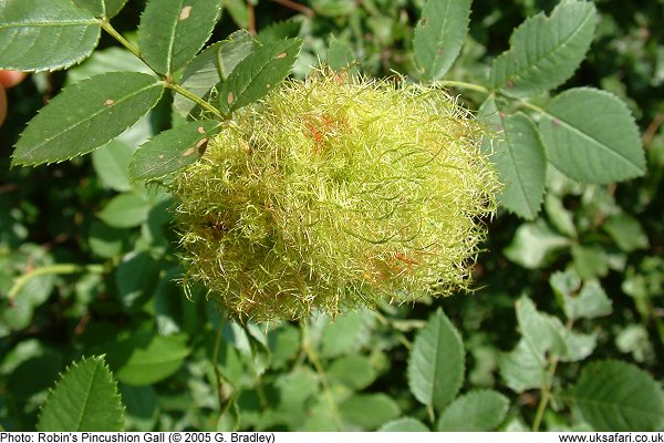 Robin's Pincushion Gall