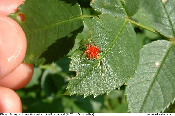 Robin's Pincushion Gall in autumn