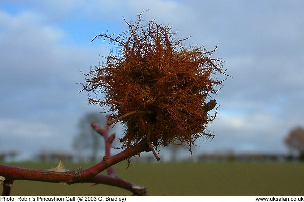 Robin's Pincushion Gall in winter