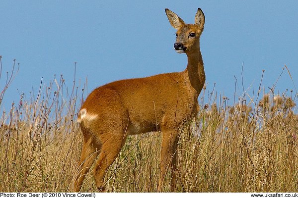 Roe Deer