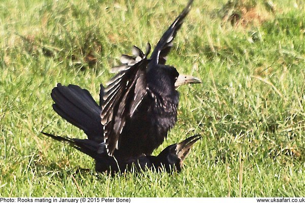 rooks mating