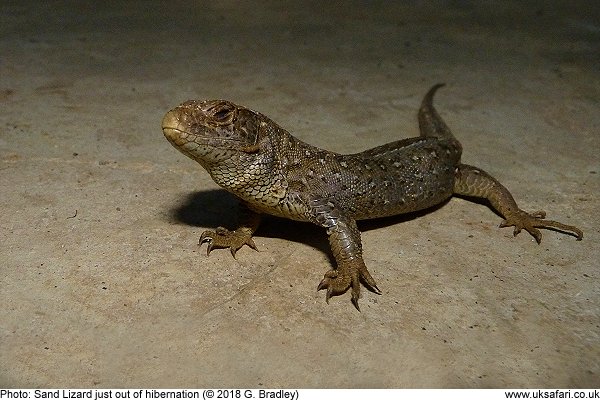 Sand Lizards