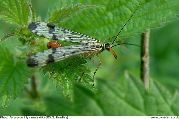 male Scorpion fly