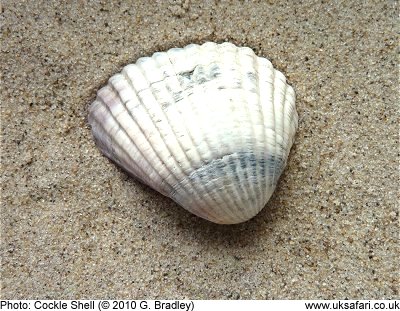 Common Cockle