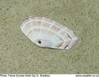 Faroe Sunset Shell