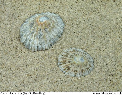 Common Limpet