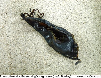 Mermaid's Purse