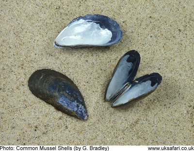 Common Mussel