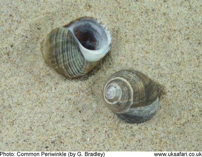 Common Periwinkle