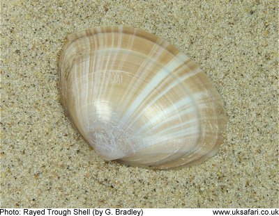 Rayed Trough Shell