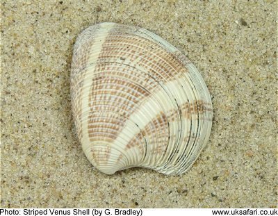 Striped Venus Shell