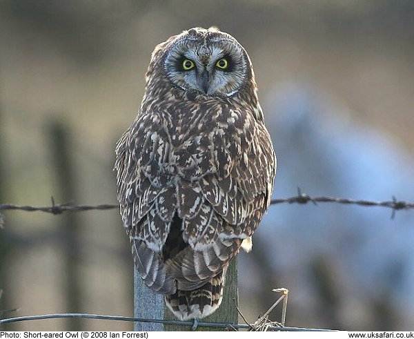 Short-eared Owl