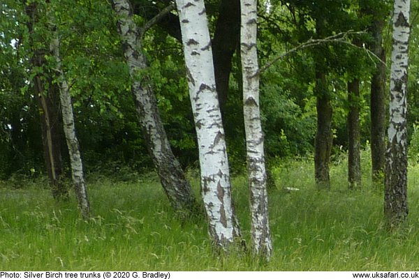 silver birh trees