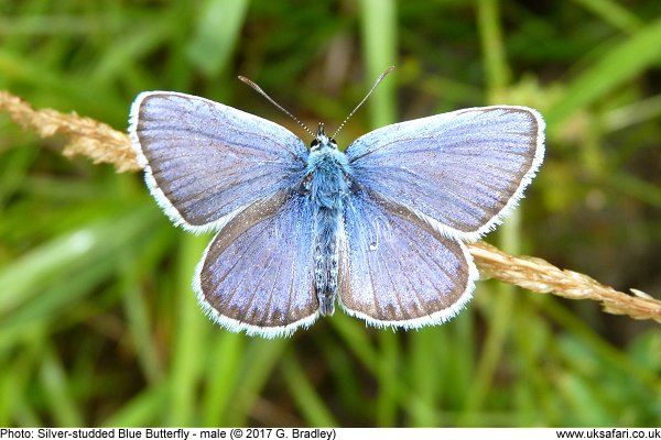 Silver-studded Blue Butterfly