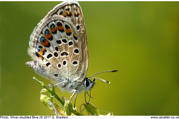 Silver-studded blue butterfly