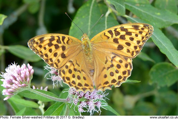 female Silver-washed Fritillary