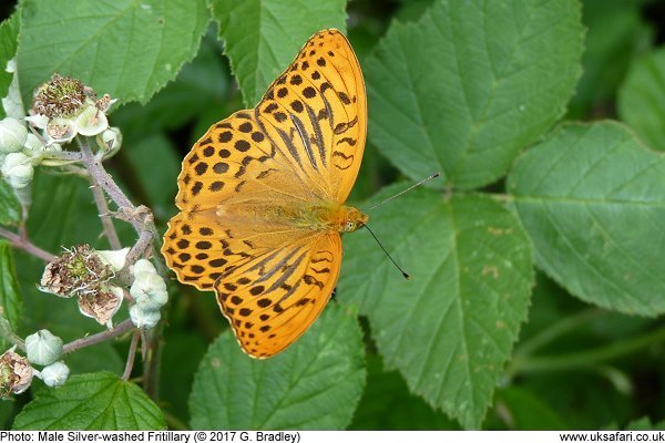 male Silver-washed Fritillary